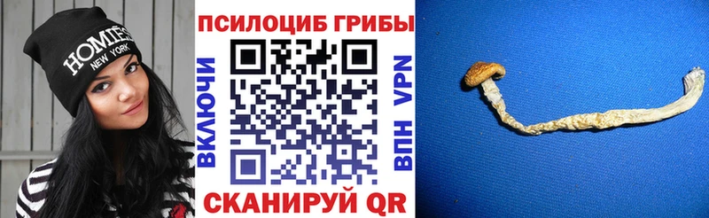 Псилоцибиновые грибы Psilocybine cubensis  Жиздра 